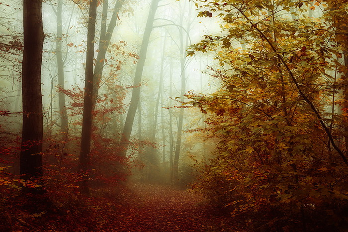 Path covered with autumn leaves in forest, Photo by Dirk Wüstenhagen