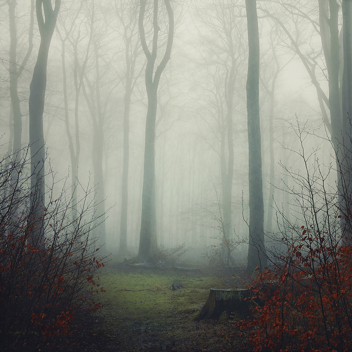 Tall bare trees in fog at forest, Photo by Dirk Wüstenhagen