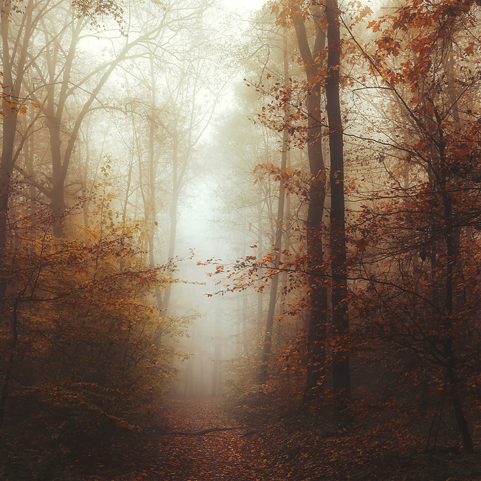 Autumn trees in foggy weather, Photo by Dirk Wüstenhagen