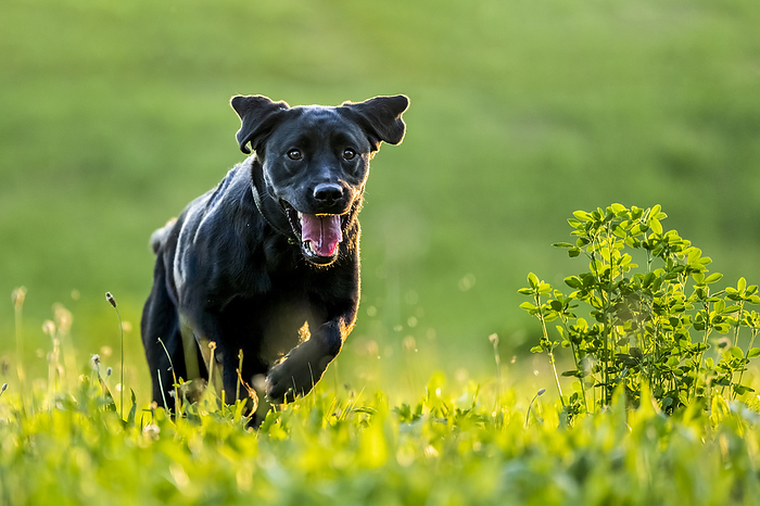 Black Labrador Retriever running on meadow, Photo by Stefan Schurr