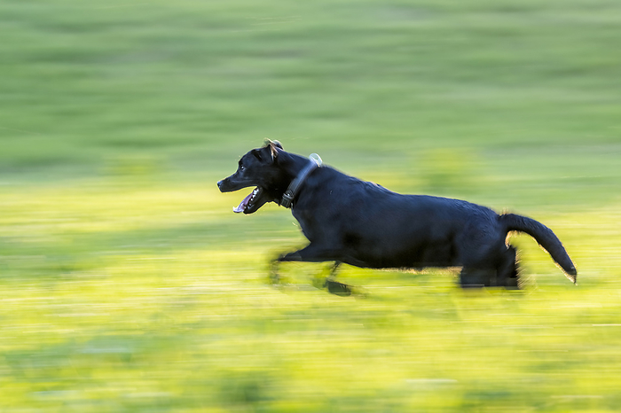 Black Labrador running on meadow, Photo by Stefan Schurr