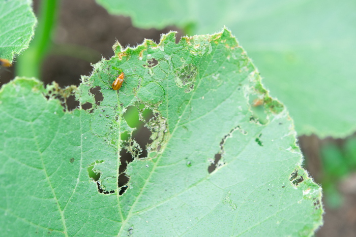 Cucurbit leaf beetle feeding on pumpkin leaves