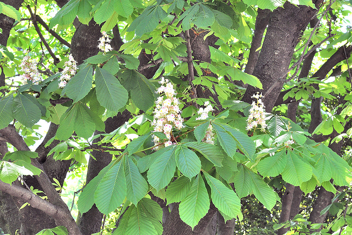 Japanese horse chestnut Flower