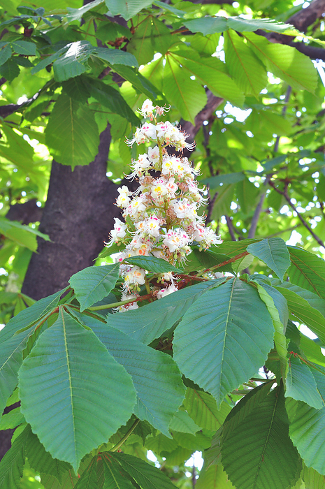 Japanese horse chestnut Flower