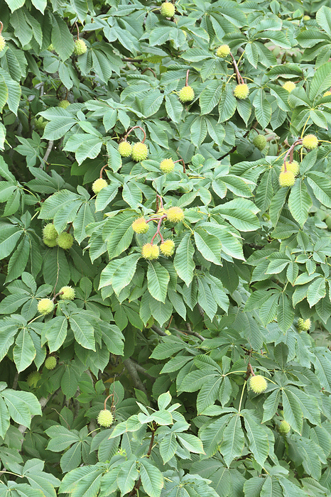 Horse Chestnut (Aesculus hippocastanum) Fruit
