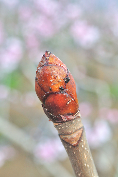 Japanese horse chestnut (Aesculus hippocastanum) Winter bud