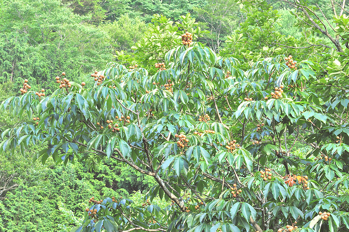 Horse chestnut Fruit