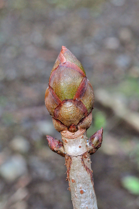 Japanese horse chestnut (Aesculus hippocastanum) Winter buds