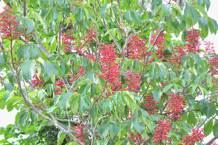 Red-bellied horse chestnut Flower