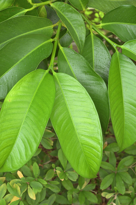 Mangosteen Leaf