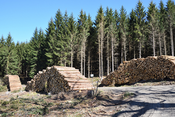 Spruce trunks cut