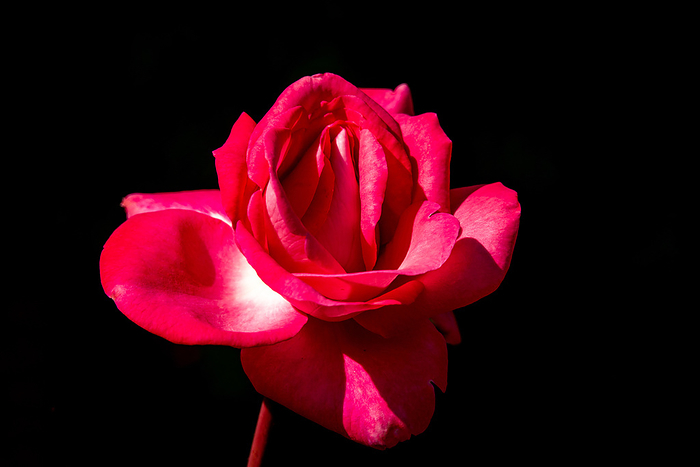 Beautiful sunny close up of a single pink Eliza rose bloom Beautiful sunny close up of a single pink Eliza rose bloom