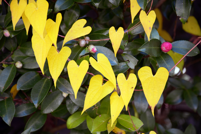 Yellow leaves of yamanoimo