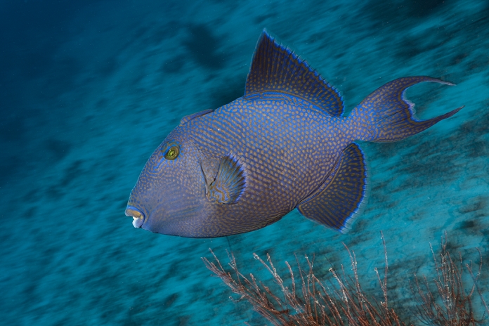  Fiji Blue Triggerfish, Pseudobalistes fuscus, Namena Marine Reserve, Fiji , Photo by Reinhard Dirscherl
