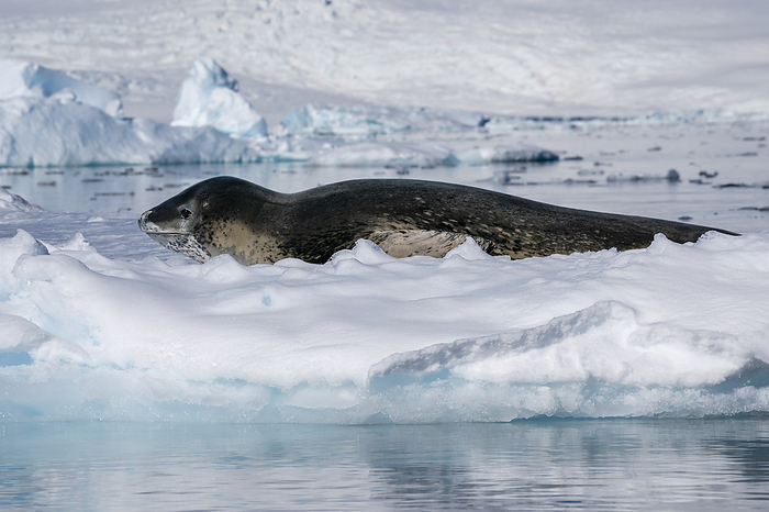 Leopard seal  Hydrurga leptonyx  resting on ice, Larsen Inlet, Weddell Sea, Antarctica. Leopard seal  Hydrurga leptonyx  resting on ice, Larsen Inlet, Weddell Sea, Antarctica, Polar Regions, Photo by Sergio Pitamitz