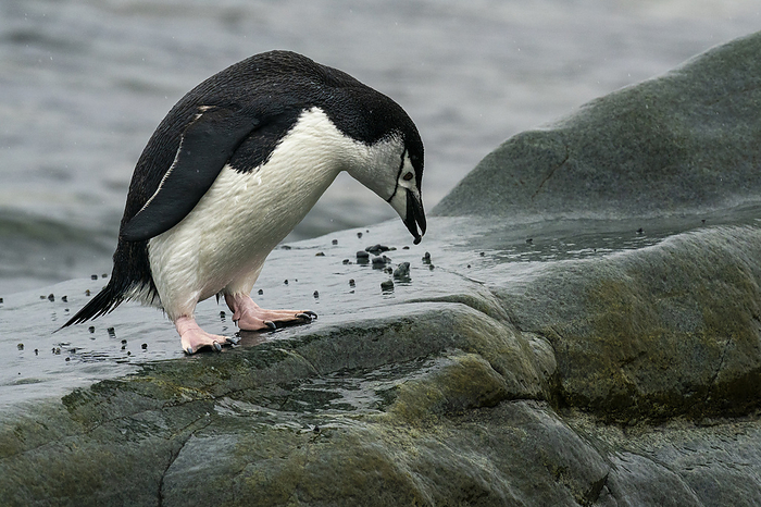 Chinstrap penguin  Pygoscelis antarcticus , Half Moon Island, South Shetlands Island, Antarctica. Chinstrap penguin  Pygoscelis antarcticus , Half Moon Island, South Shetland Islands, Antarctica, Polar Regions, Photo by Sergio Pitamitz