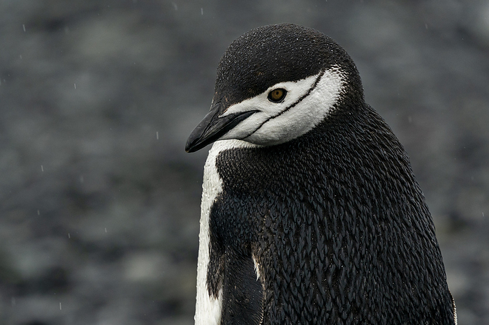 Chinstrap penguin  Pygoscelis antarcticus , Half Moon Island, South Shetland Island, Antarctica. Chinstrap penguin  Pygoscelis antarcticus , Half Moon Island, South Shetland Islands, Antarctica, Polar Regions, Photo by Sergio Pitamitz