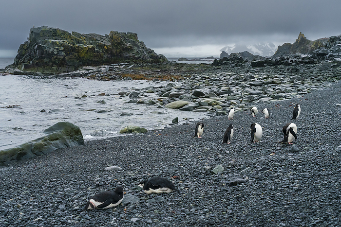 Chinstrap penguins  Pygoscelis antarcticus  on the beach, Half Moon Island, South Shetland Islands, Antarctica. Chinstrap penguins  Pygoscelis antarcticus  on the beach, Half Moon Island, South Shetland Islands, Antarctica, Polar Regions, Photo by Sergio Pitamitz