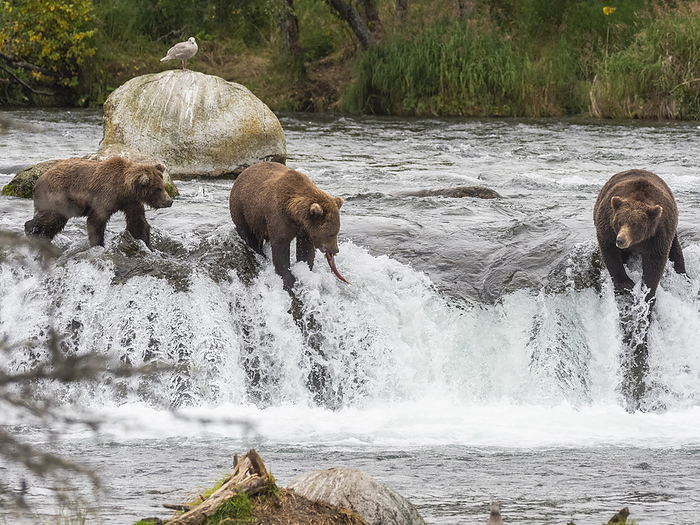 A trio of brown bears, Ursus arctos, fishing for salmon at Brooks Falls, Katmai National Park and Preserve, Alaska. A trio of brown bears  Ursus arctos  fishing for salmon at Brooks Falls, Katmai National Park and Preserve, Alaska, United States of America, North America, Photo by Michael Nolan