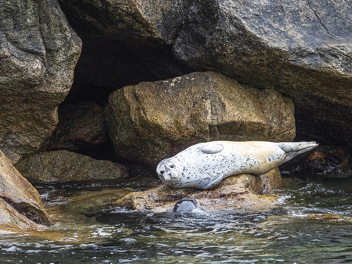 An adult harbor seal, Phoca vitulina, hauled out on the rocks in Kenai Fjords National Park, Alaska. An adult harbor seal  Phoca vitulina  hauled out on the rocks in Kenai Fjords National Park, Alaska, United States of America, North America, Photo by Michael Nolan