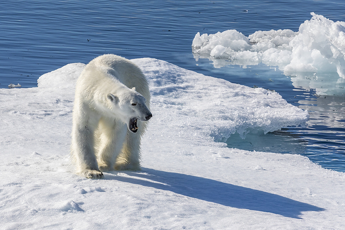 A young male polar bear, Ursus maritimus, on an ice floe in Baffin Bay, Nunavut, Canada. A young male polar bear  Ursus maritimus  on an ice floe in Baffin Bay, Nunavut, Canada, North America, Photo by Michael Nolan