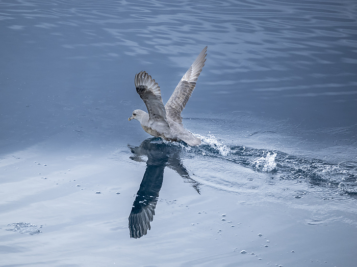 An adult northern fulmar, Fulmarus glacialis, taking flight in calm waters with its reflection, Nunavut, Canada. An adult northern fulmar  Fulmarus glacialis  taking flight in calm waters with its reflection, Nunavut, Canada, North America, Photo by Michael Nolan