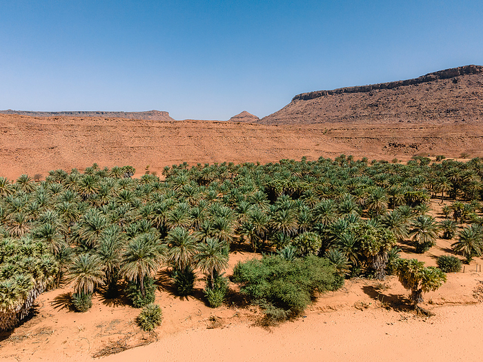 The Oasis of Diouk, Mauritania, Sahara Desert, Africa The Oasis of Diouk, Mauritania, Sahara Desert, West Africa, Africa, Photo by Luca Abbate