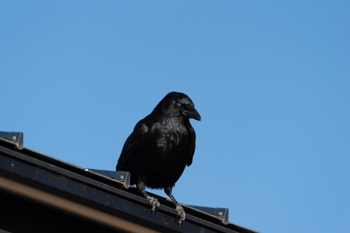 Crow on the roof