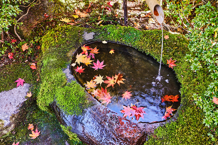 A hand basin and fallen maple leaves at the entrance of Shoyoen in Rinnoji Temple, Tochigi Prefecture, Japan