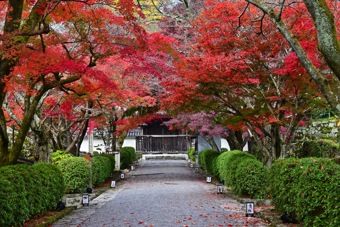 Autumn foliage tunnel approach to Saikyoji Temple in Otsu City, Shiga Prefecture, Japan