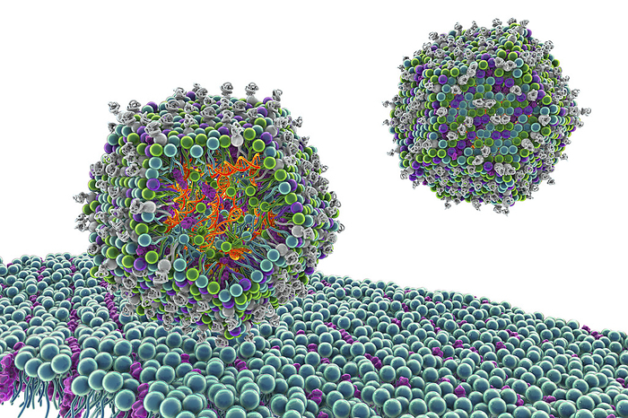 Antiviral siRNA lipid nanoparticle, illustration Antiviral siRNA  small interfering ribonucleic acid  lipid nanoparticle drug. Computer illustration showing a cross section of a lipid nanoparticle carrying antiviral siRNA  orange  entering a human cell. Adding different molecules, such as plant lipids  phytosterols , to the nanolipid particle can change its shape and improve the delivery rate of the siRNA. This type of antiviral is being developed for use against Covid 19., by KATERYNA KON SCIENCE PHOTO LIBRARY