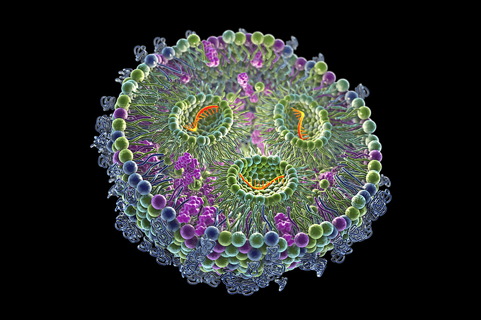 Lipid nanoparticle mRNA vaccine, illustration Computer illustration of a lipid nanoparticle mRNA vaccine, a type of vaccine used against Covid 19 and influenza. Cross section of a lipid nanoparticle carrying mRNA of the virus  orange ., by KATERYNA KON SCIENCE PHOTO LIBRARY