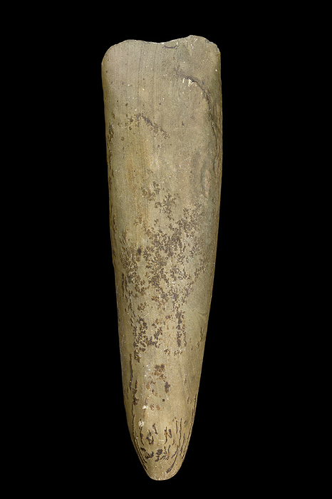 Stone polished axe Stone polished axe found in North Africa, dating from the Neolithic. This specimen measures 14.8 cm in length., by PASCAL GOETGHELUCK SCIENCE PHOTO LIBRARY