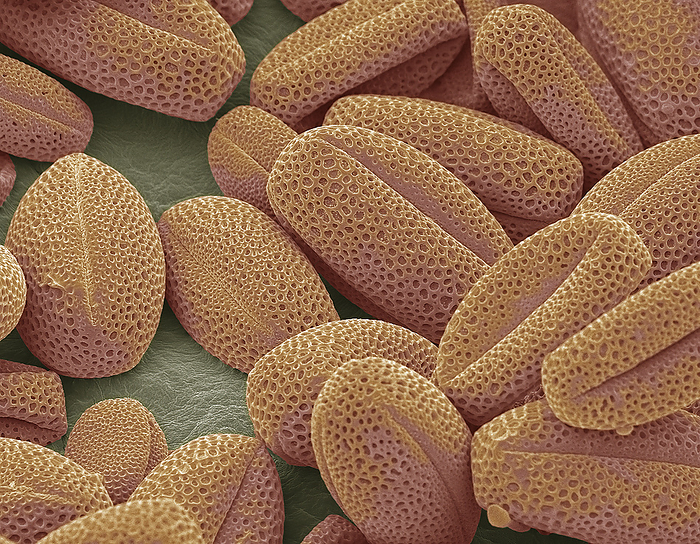 Oxalis pollen, SEM Oxalis pollen. Coloured scanning electron micrograph  SEM  of Oxalis triangularis pollen. Oxalis triangularis commonly called false shamrock, is a species of perennial plant in the family Oxalidaceae. It is native to several countries in southern South America. This wood sorrel is typically grown as a houseplant. Pollen grains are the male sex cells of a flowering plant. Their characteristic surface is used by botanists to recognise and classify plants. Pollen in plants is used for transferring male genetic material from the anther of a single flower to the stigma of another in cross pollination. In a case of self pollination, this process takes place from the anther of a flower to the stigma of the same flower. Magnification: x800 when printed at 10cm wide., by STEVE GSCHMEISSNER SCIENCE PHOTO LIBRARY