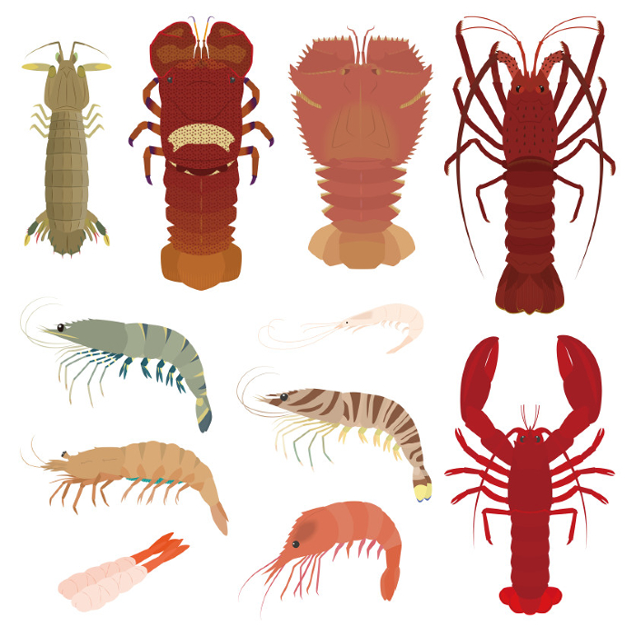 Clip art set of shrimp
