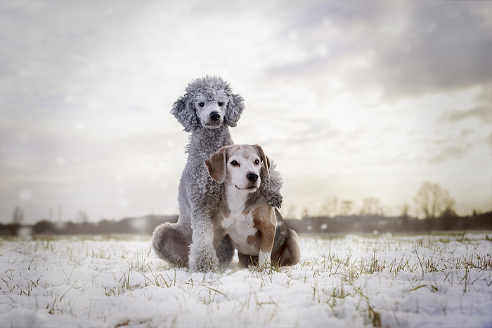 Standard Poodle 2 Dogs, Photo by Tierfotoagentur   A. Hrymon