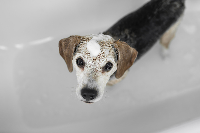 Beagle Beagle in a bathtub, Photo by Tierfotoagentur   A. Hrymon