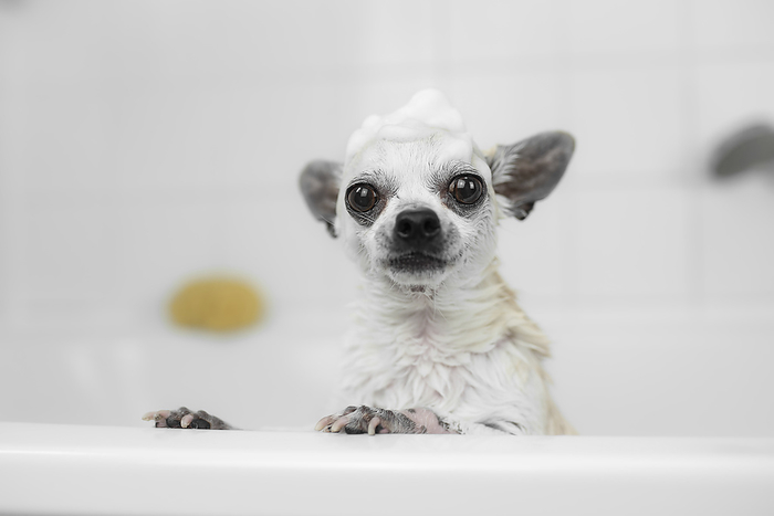 Chihuahua Chihuahua in a bathtub, Photo by Tierfotoagentur   A. Hrymon
