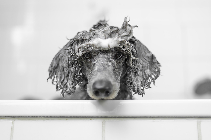 Standard Poodle Standard Poodle in a bathtub, Photo by Tierfotoagentur   A. Hrymon