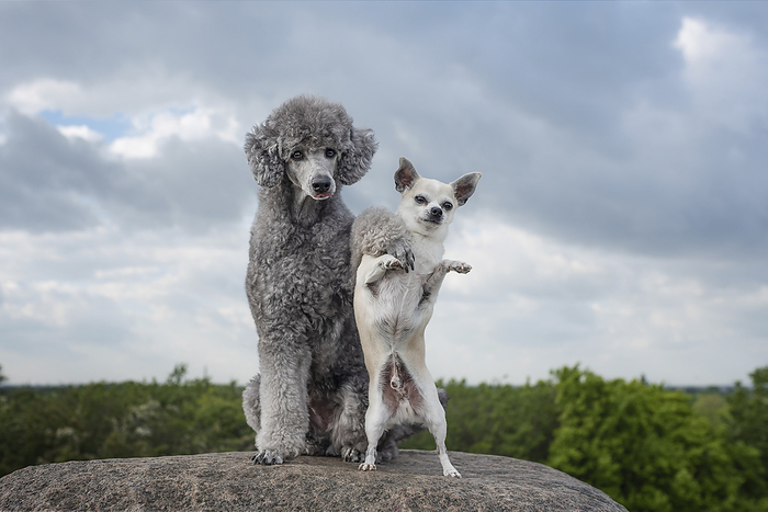 Standard Poodle 2 dogs, Photo by Tierfotoagentur   A. Hrymon