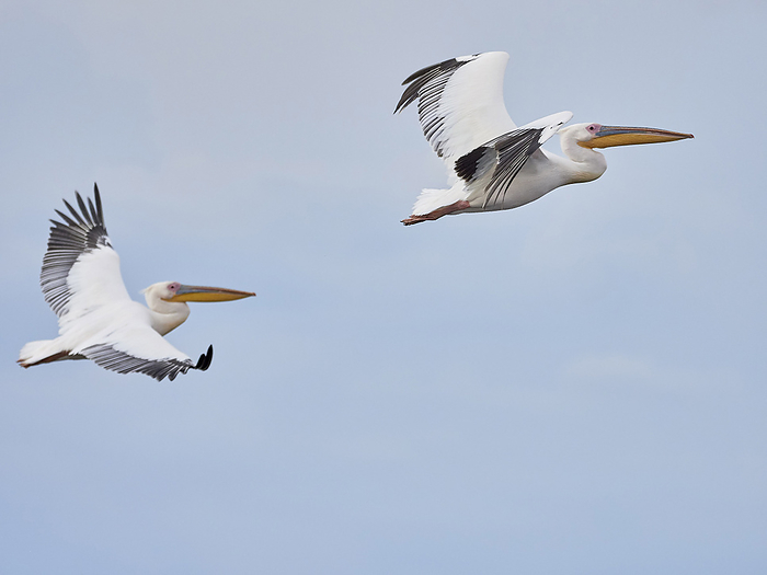 Great White Pelican flying Rosy Pelicans, Photo by Tierfotoagentur   A. Kottal