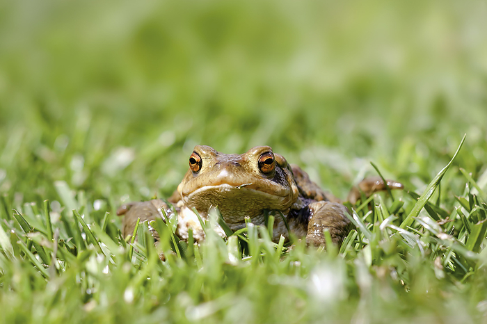 Common Toad sitting Common Toad, Photo by Tierfotoagentur   B. Dittmann