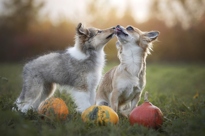 Chihuahua Chihuahua and Sheltie, Photo by Tierfotoagentur   D. Hofmeister