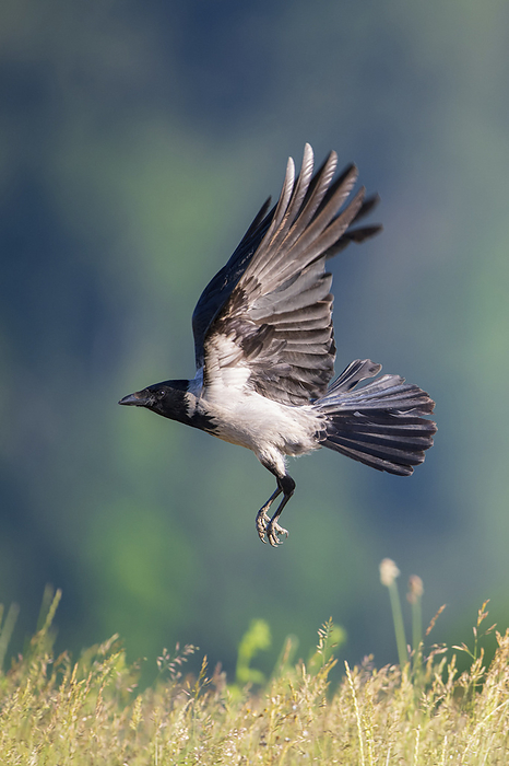 Hooded Crow flying Hooded Crow, Photo by Tierfotoagentur   F. Haubner
