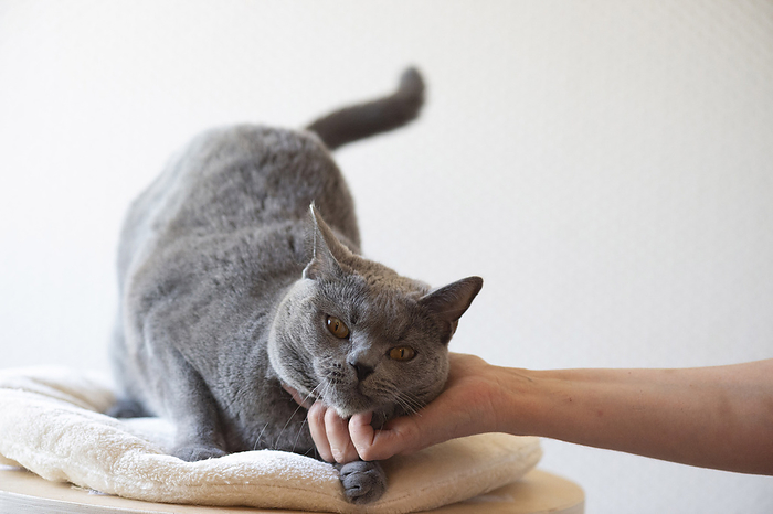 Chartreux human with Chartreux, Photo by Tierfotoagentur   H. Bollich