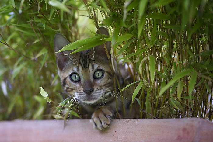 Bengal Cat Bengal Cat, Photo by Tierfotoagentur   H. Bollich