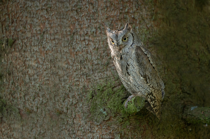 Scops Owl Scops Owl, Photo by Tierfotoagentur   H. Spiegler