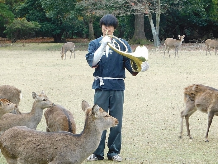 Shikayose,  which attracts deer with the sound of horns Shikayose,  which attracts deer with the sound of horns, in Nara City at 10:18 a.m. on December 1, 2022  photo by Tatsuo Murase .