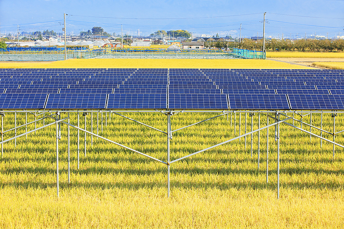Solar panels installed in rice paddies