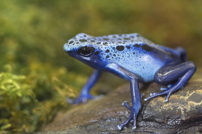 blue poison dart frog  blue poison dart frog, Photo by Tierfotoagentur   J. B cker